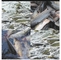 잉어 Koi 초어 금붕어 레피어를 표류시키는 민물 돌출성형 피쉬 공급