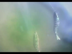 3D 눈 BGO 플라스틱 물고기 미끼 잠수형 8중 관절 낚시 루어