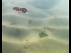 피 벌레 먹이 풀 수영 계층 미노우 다목 낚시 먹이