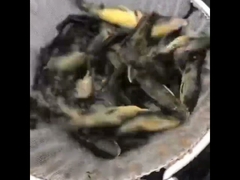 PVC 타포린 물고기 연못, 아연 도금 시트 물고기 양식 탱크